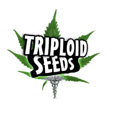 Triploid Cannabis Seeds