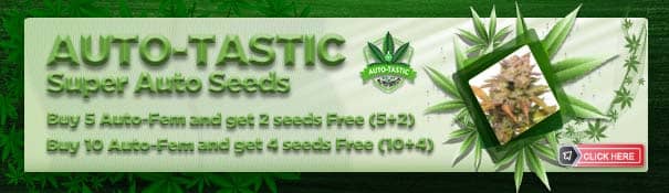 AUTO-TASTIC CANNABIS SEEDS Free Cannabis Seeds