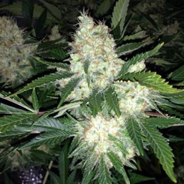 Phoenix Seeds - AK27 Express Auto Feminized