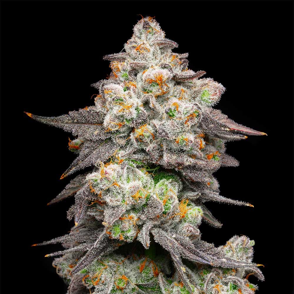 Cookies Seeds - Acai Grapes - Feminized