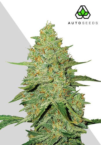 2024 Cannabis Seed Collection - Auto Acapulco Gold - Feminized