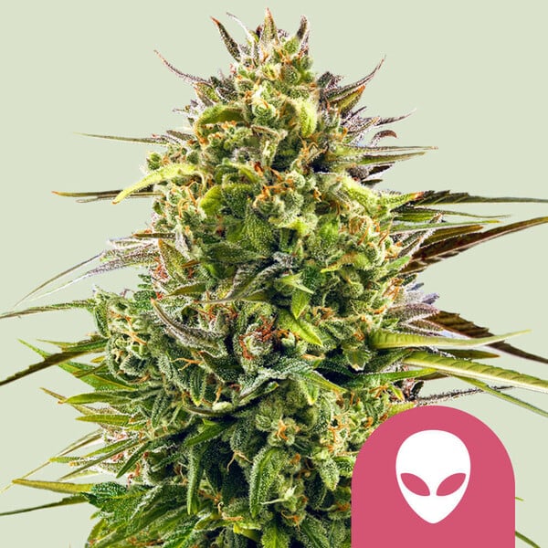 Royal Queen Seeds - Alien OG - Feminized