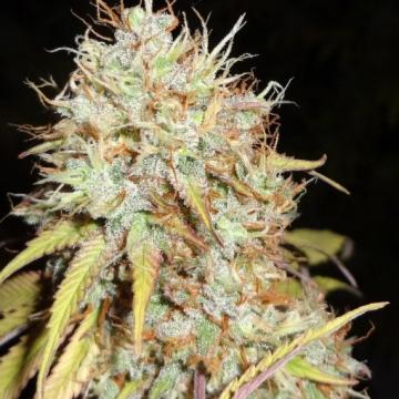 Phoenix Seeds - Amnesia Express Auto Feminized