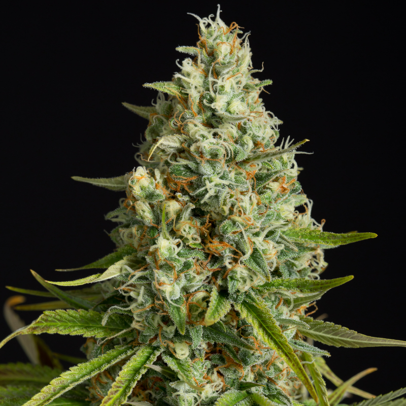 Silent Seeds - Amnesia Lemon - Feminized