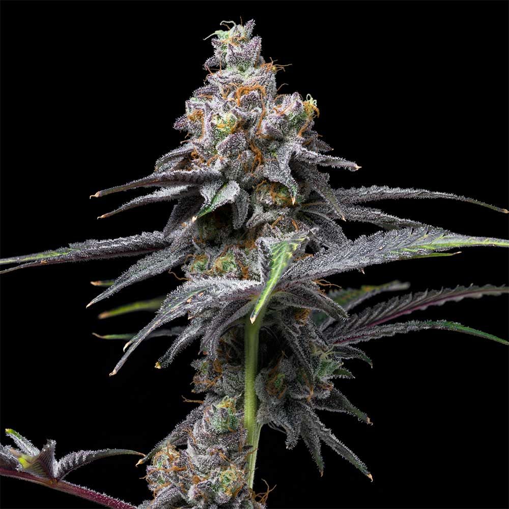 Cookies Seeds - Animal Cake x Hollywood - Feminized