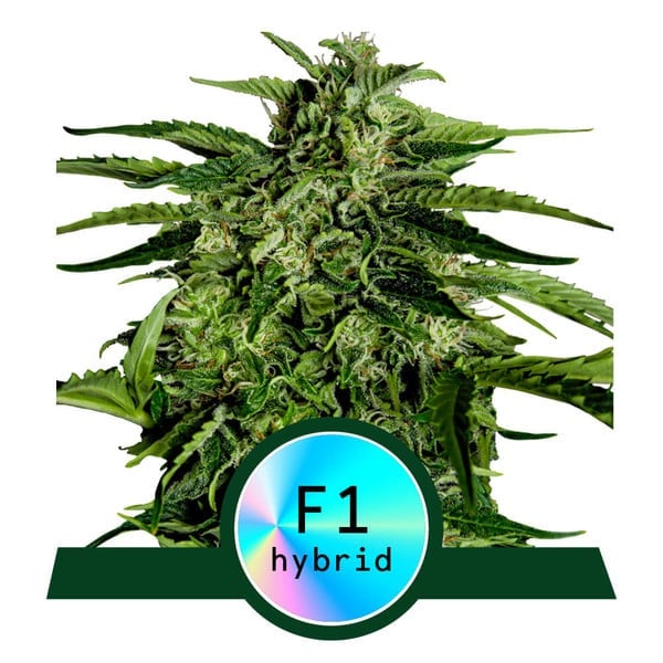 Epsilon F1 Auto – Feminized – Royal Queen Seeds  