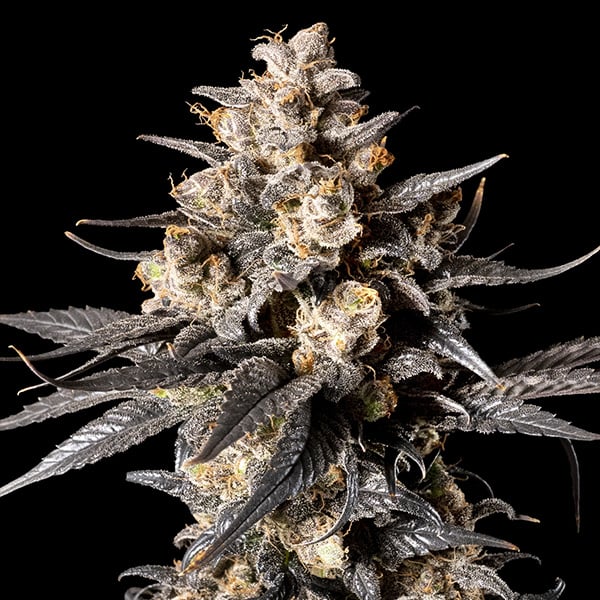 OO Seeds - Apple Bananas - Feminized