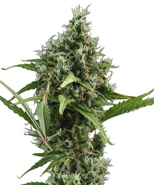 CBD Seeds Auto Amnesia Feminised 