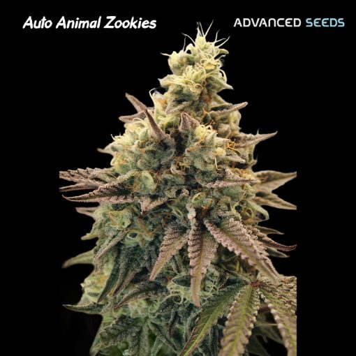 Advanced Seeds - Auto Animal Zookies - Feminised 