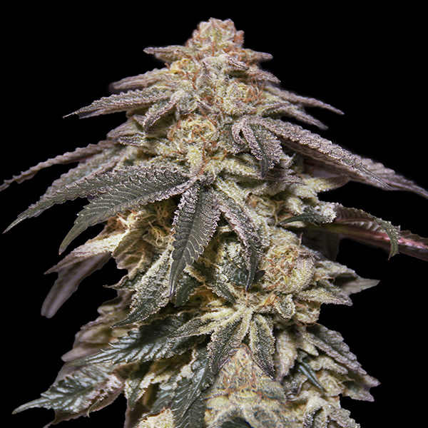 OO Seeds - Auto Apple Bananas - Feminized 