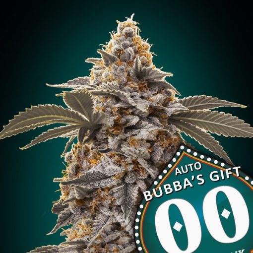 OO Seeds - Auto Bubba's Gift - Feminized 