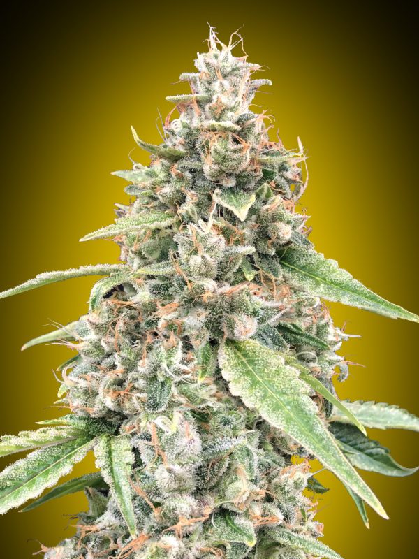 OO Seeds - Auto Lemon OG Feminized