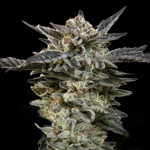 OO Seeds - Auto Oreoz - Feminized 