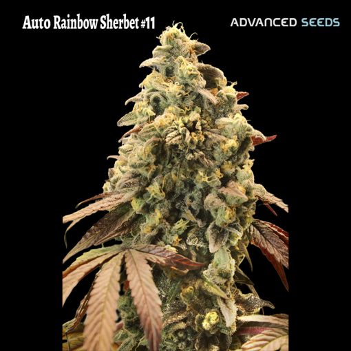 Advanced Seeds - Auto Rainbow Sherbet #11 - Feminized