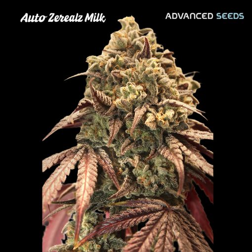 Advanced Seeds - Auto Zerealz Milk - Feminised