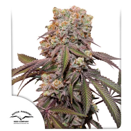 Dutch Passion Seeds - Auto Candy Bubatz XL 