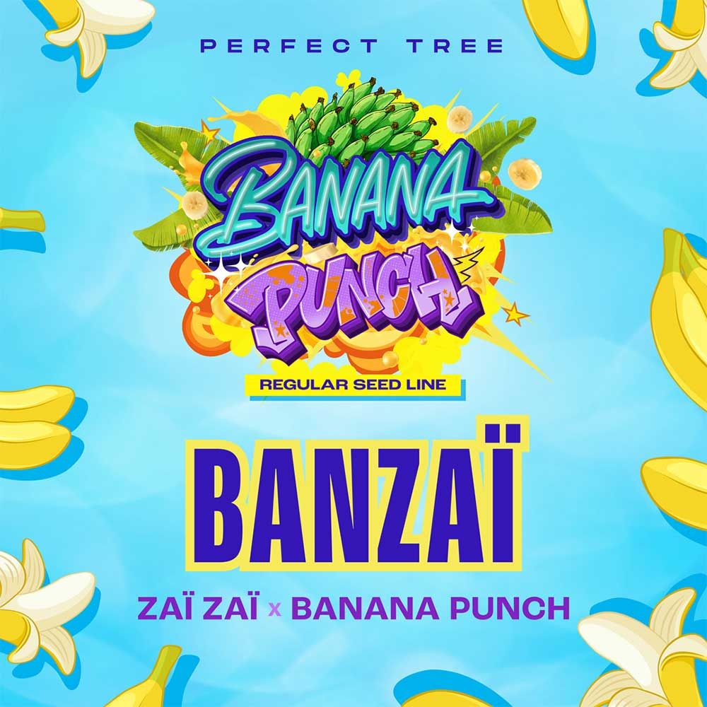 Perfect Tree Seeds - Banzaï - Regular  
