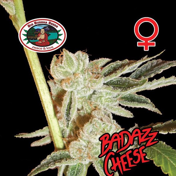 Big Buddha - Badazz Cheese - Feminised 