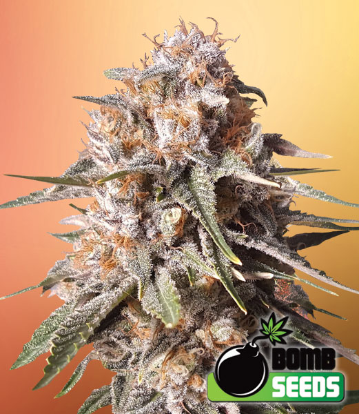 Bomb Seeds - Baked Bomb Auto Feminized