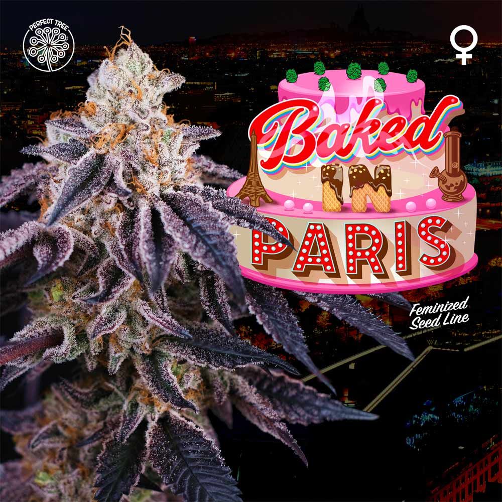 Perfect Tree Seeds - Baked in Paris - Feminized 