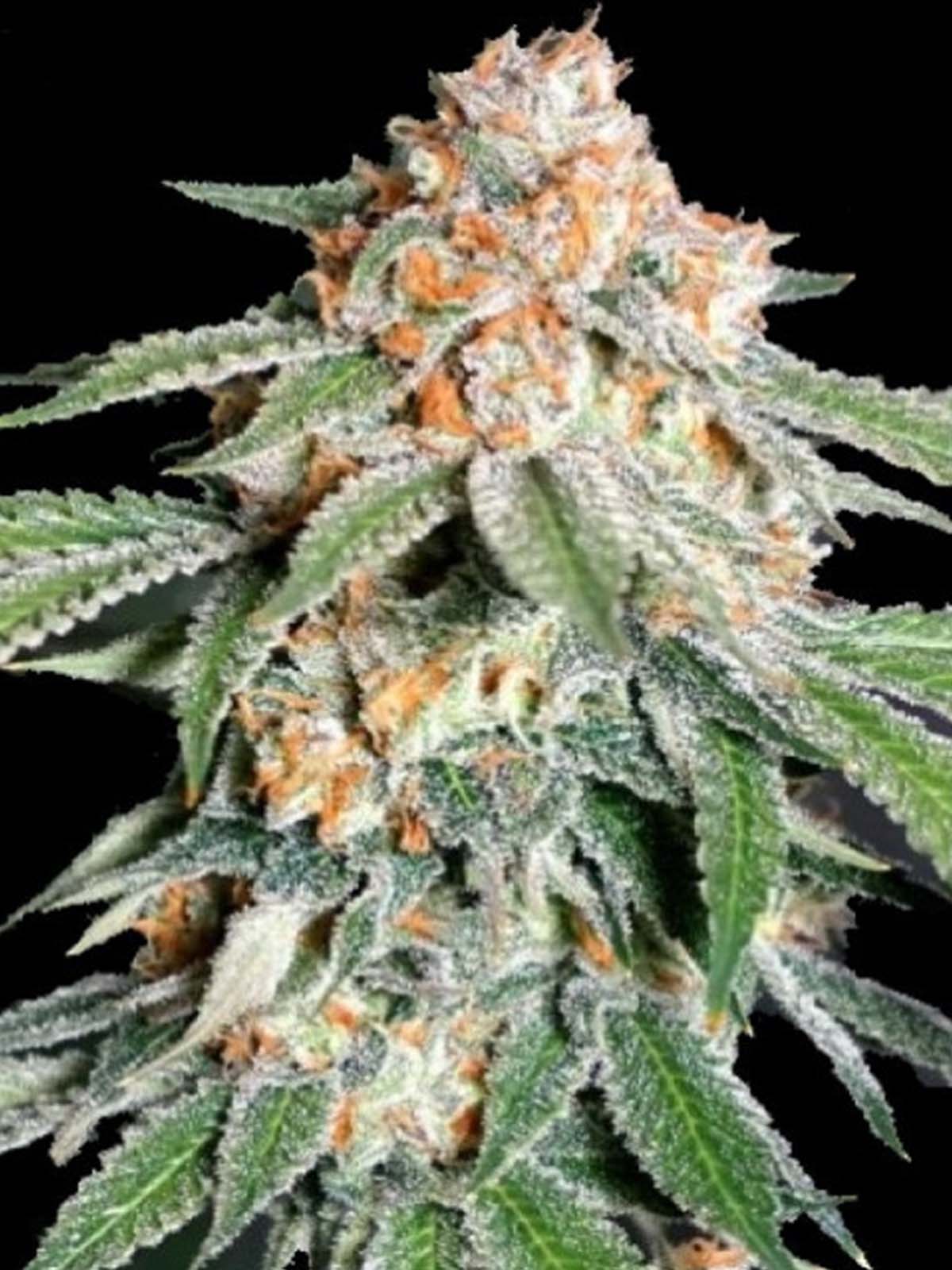 Auto-Tastic Seeds - Banana Kush Auto - Feminised