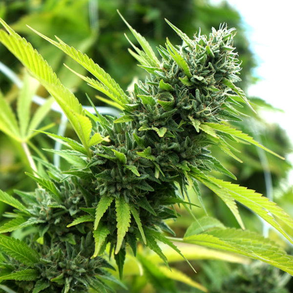 Banana Sapphire - Feminized - 2024 Cannabis Seed Collection 