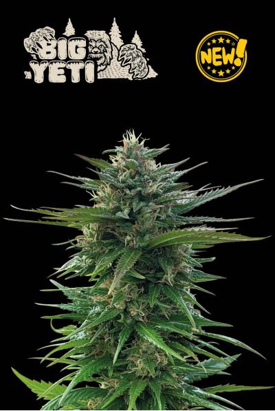 Seed Stockers Seeds - Big Yeti Feminized 