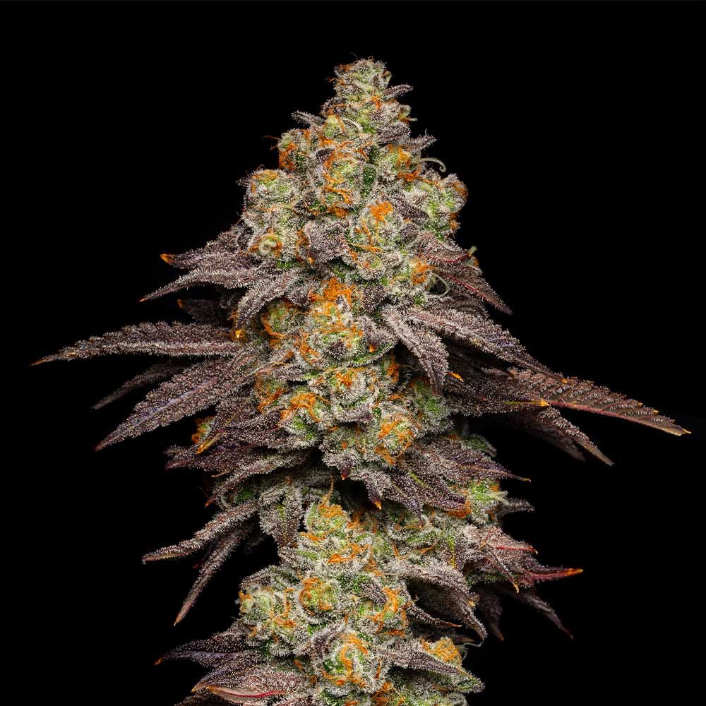 Cookies Seeds - Big Z - Feminized