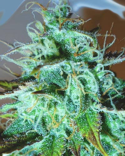 Medicann Seeds - Black Afghani Kush Regular