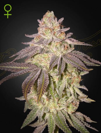 Green House Seeds - Black Toffee Auto - Feminized