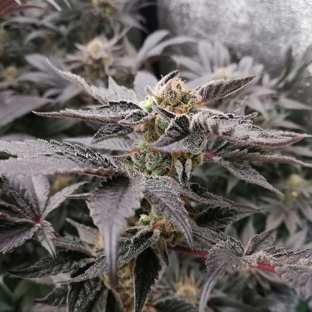 Black Tuna Seeds - Bloodsport Feminized