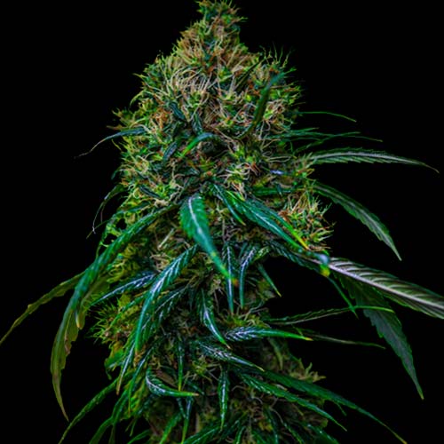 Spliff Seeds - Blue Dream - Feminized