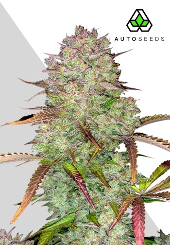 Auto Seeds - Blue Dream Auto - Feminised  