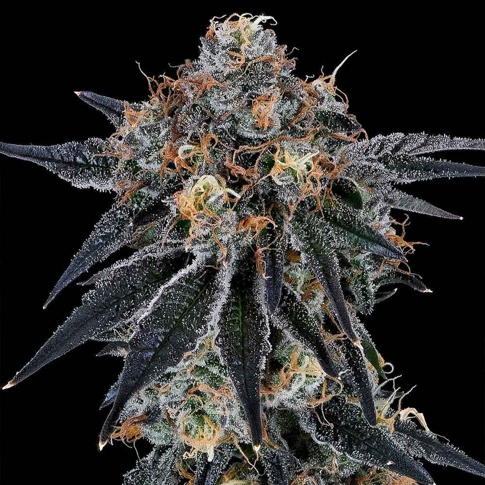 Grounded Genetics - Blue Fumez - Feminized 