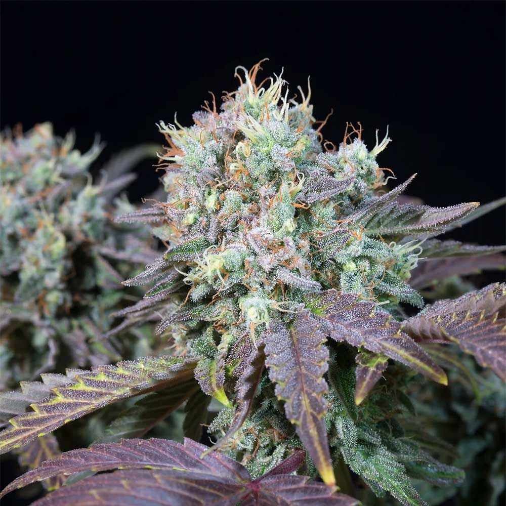 Paradise Seeds - Blue Gem Feminized