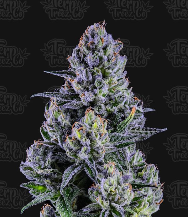 Terp Treez Co -Blue Paya - Feminized