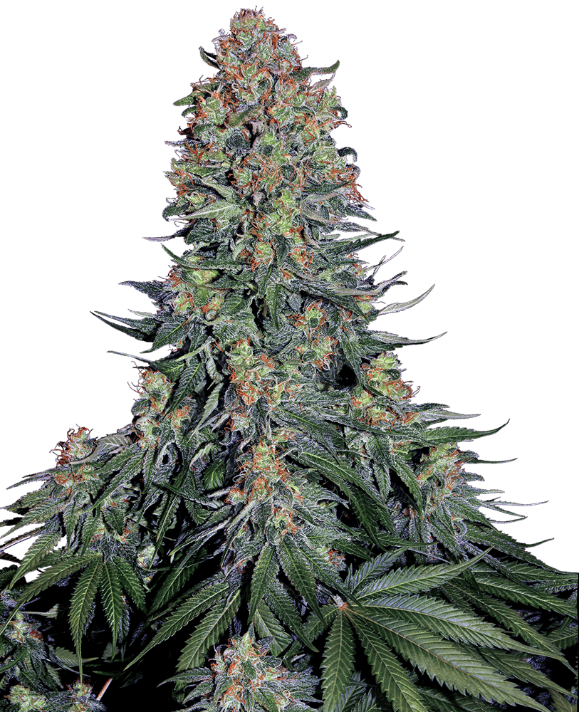 Sensi Seeds - Blue Skunk - Feminized 