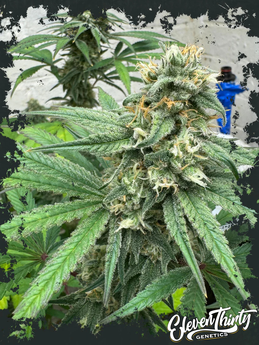 Eleven Thirty Genetics - Blue Zlushi Auto - Feminized