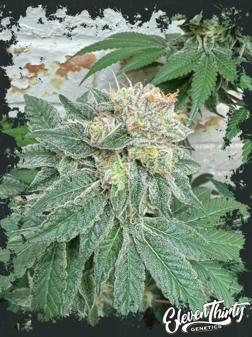 Eleven Thirty Genetics - Blue Zlushi - Feminized