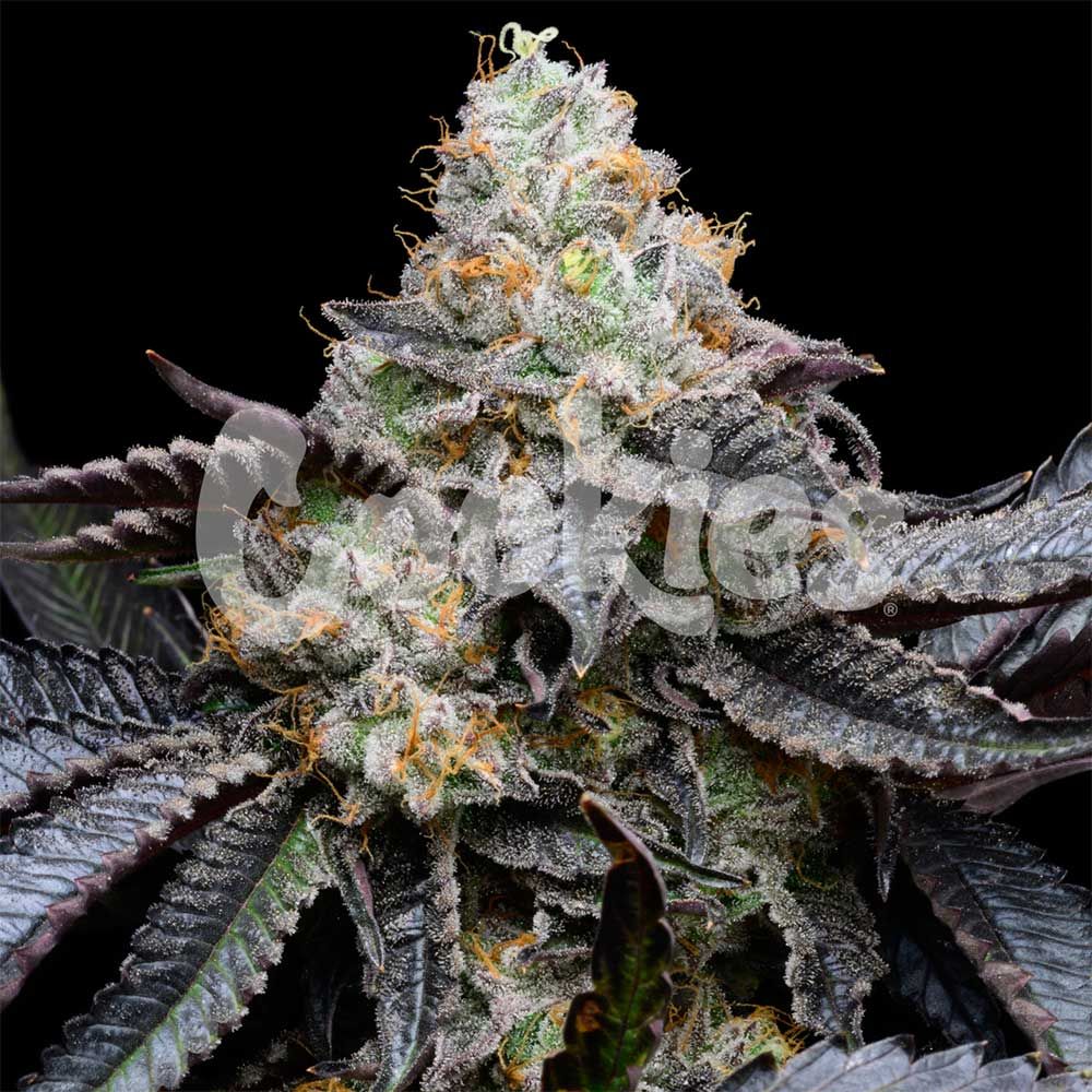 Cookies Seeds - Blueberry Bubblegum - Feminized