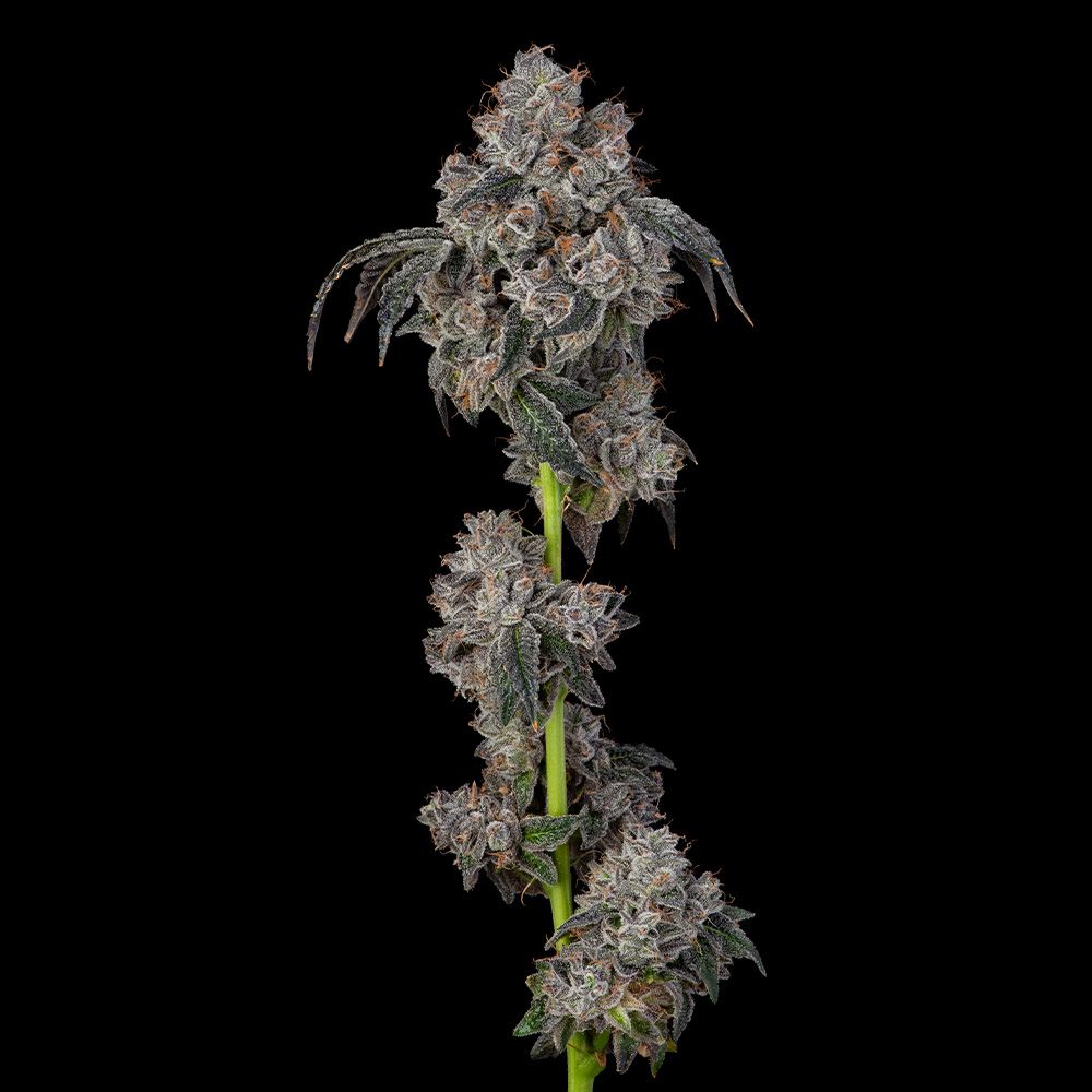 Cookies Seeds - Blueberry Cherries  - Feminized