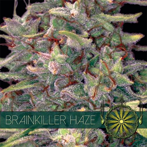 Vision Seeds - Brainkiller Haze - Feminized 