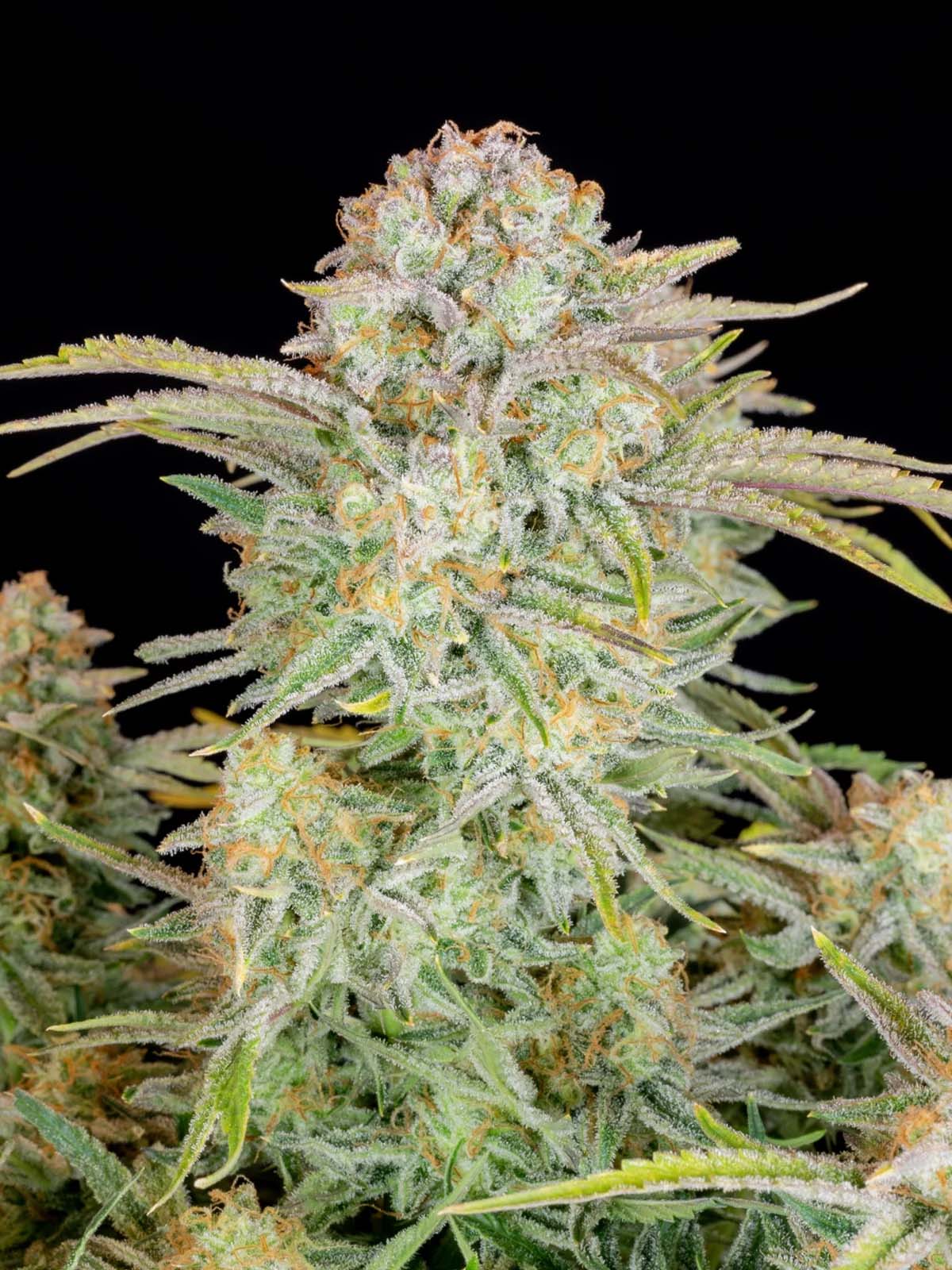 Auto-Tastic Seeds - Bruce Banner Auto - Feminised 