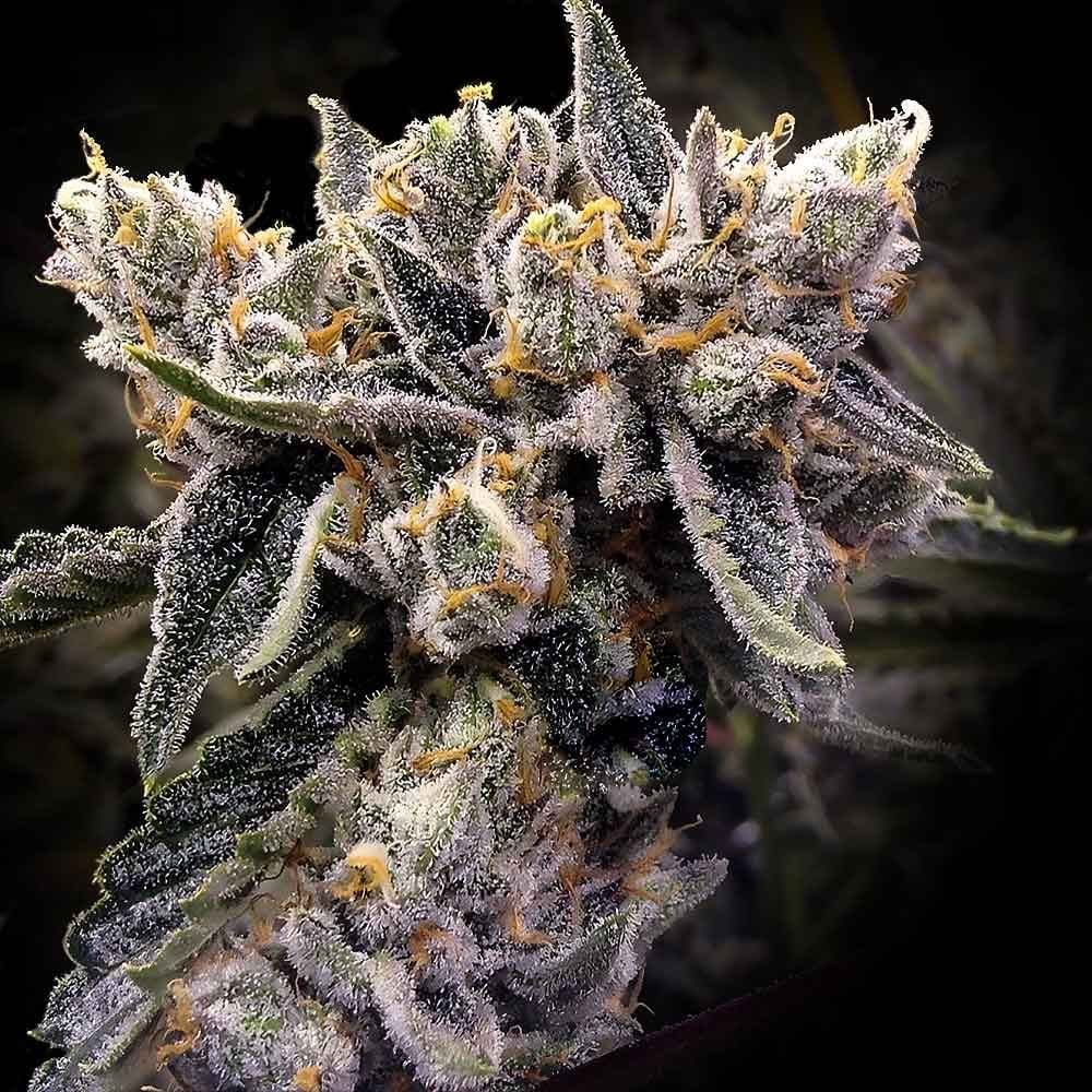 DNA Genetics - Bruised Bananas - Feminized