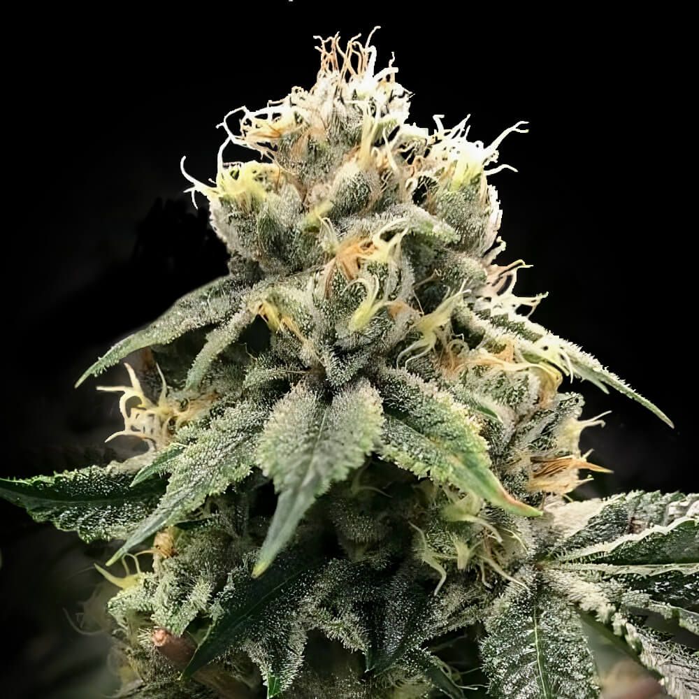 DNA Genetics Seeds - Chocolate Truffle Shuffle - Feminized