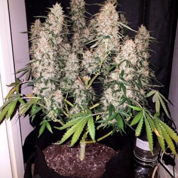 Phoenix Seeds - CBD Auto Feminised