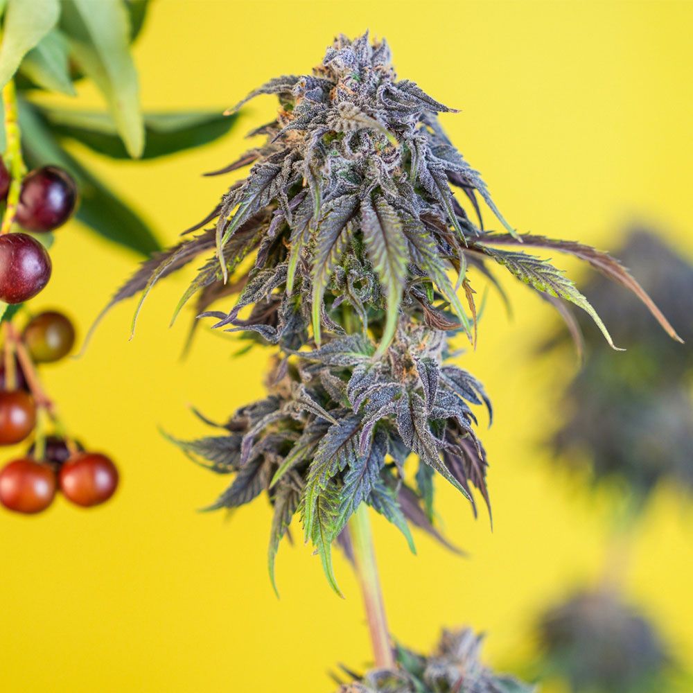 Black Tuna Seeds - Cerezaz Feminized