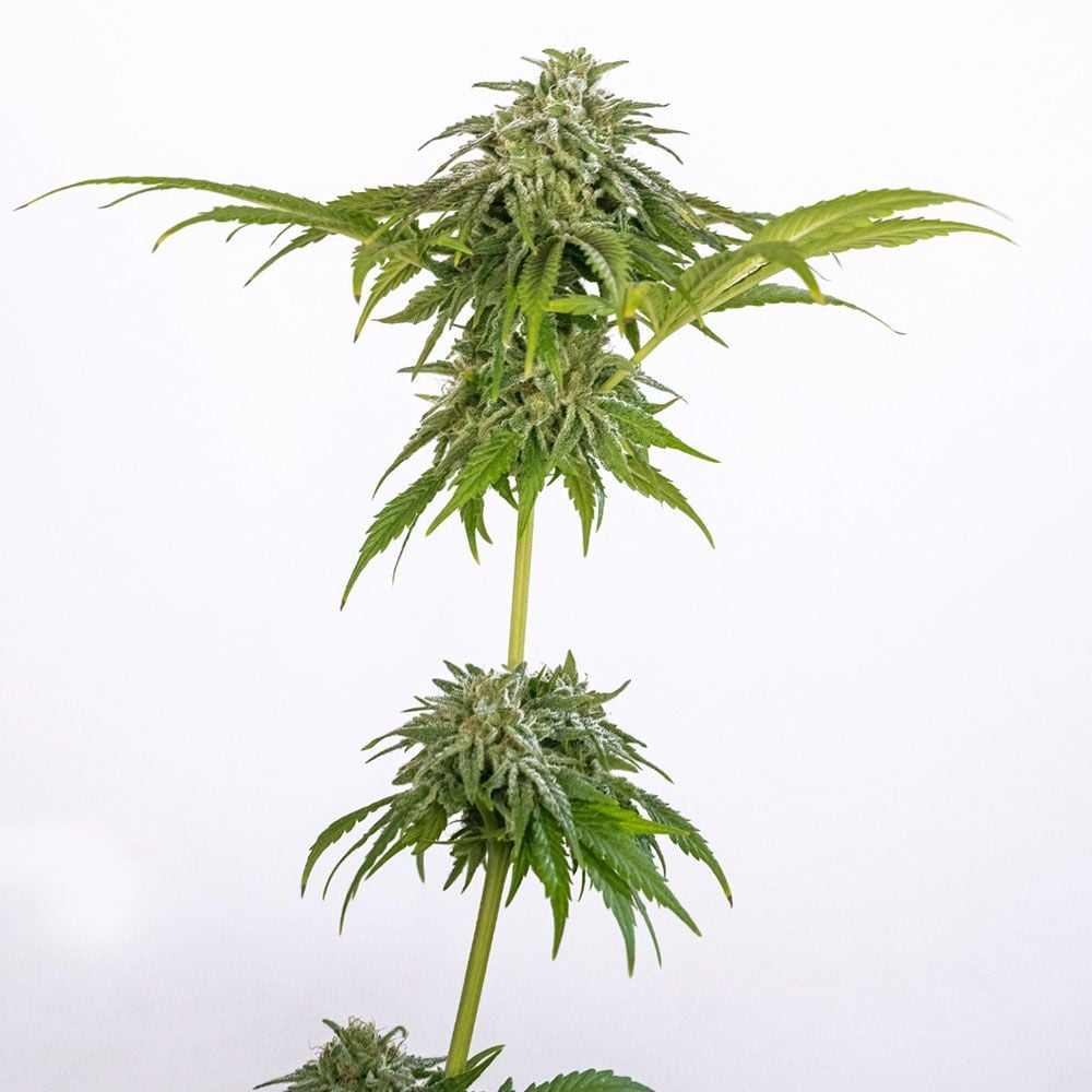 Black Tuna Seeds - Champana Feminized