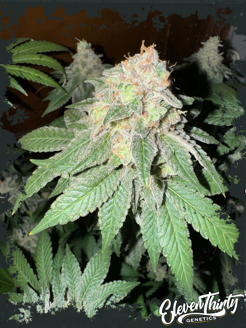 Eleven Thirty Genetics - Cake Budder Auto - Feminized