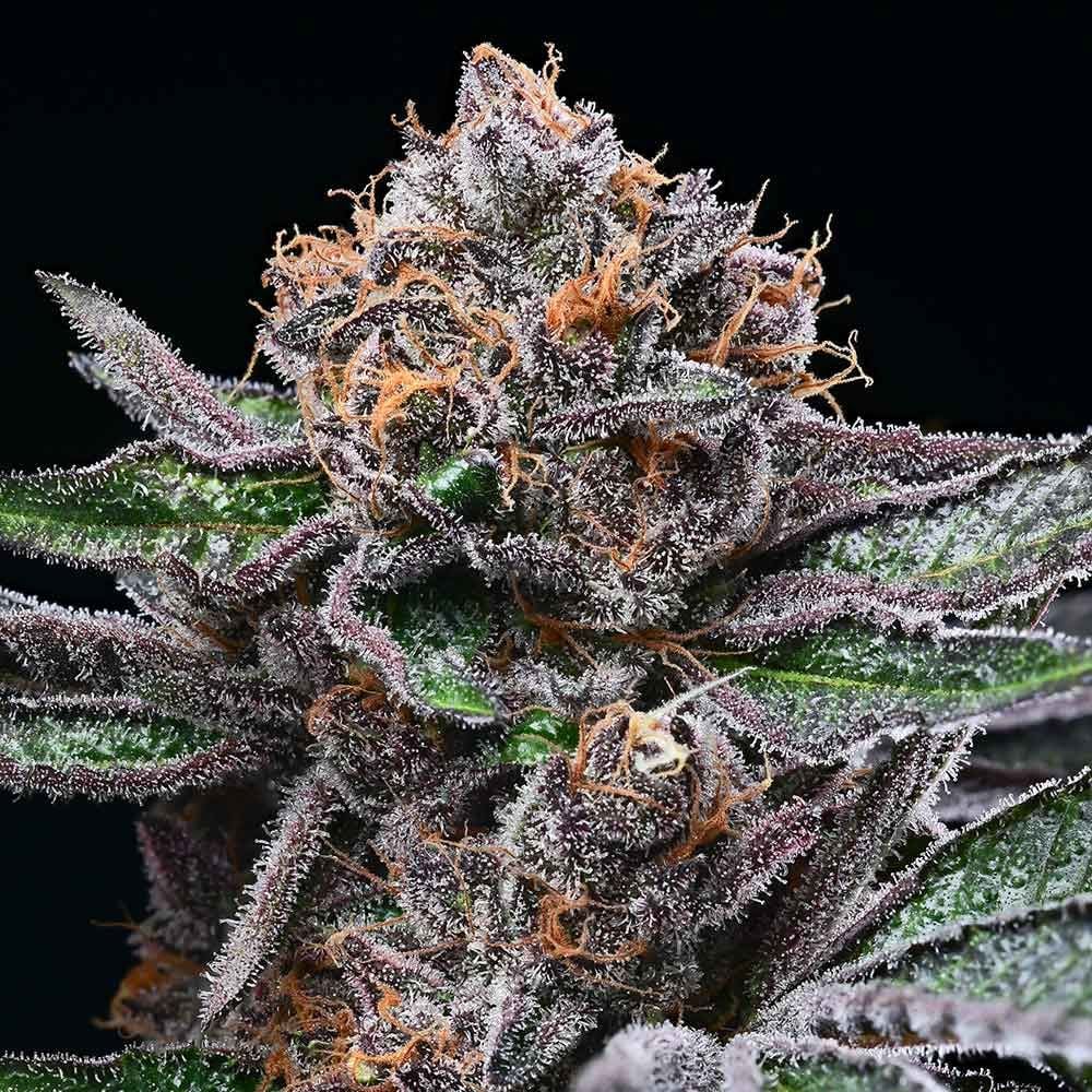 Cookies Seeds - Candy Candy - Feminized